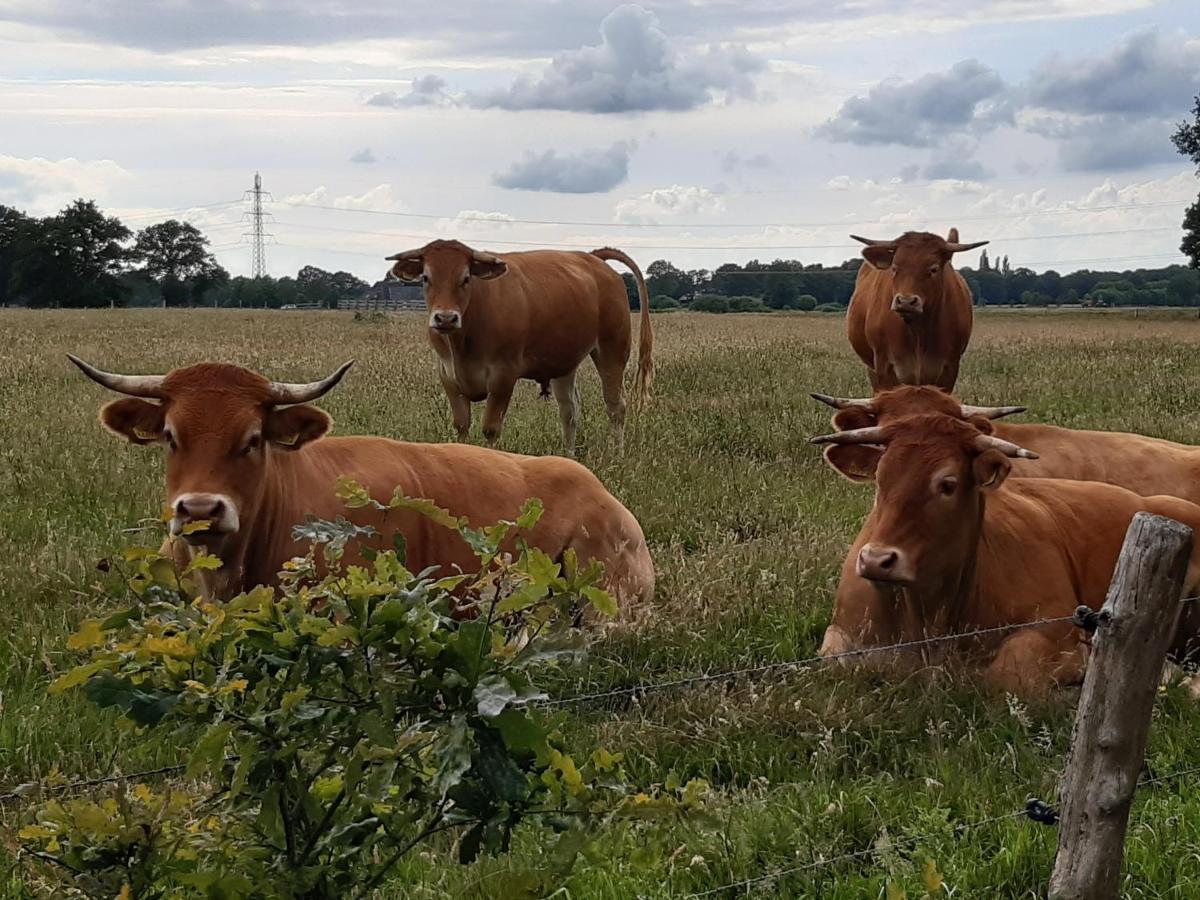 Landelijk Gelegen Huisje Op Erf Veeningen المظهر الخارجي الصورة