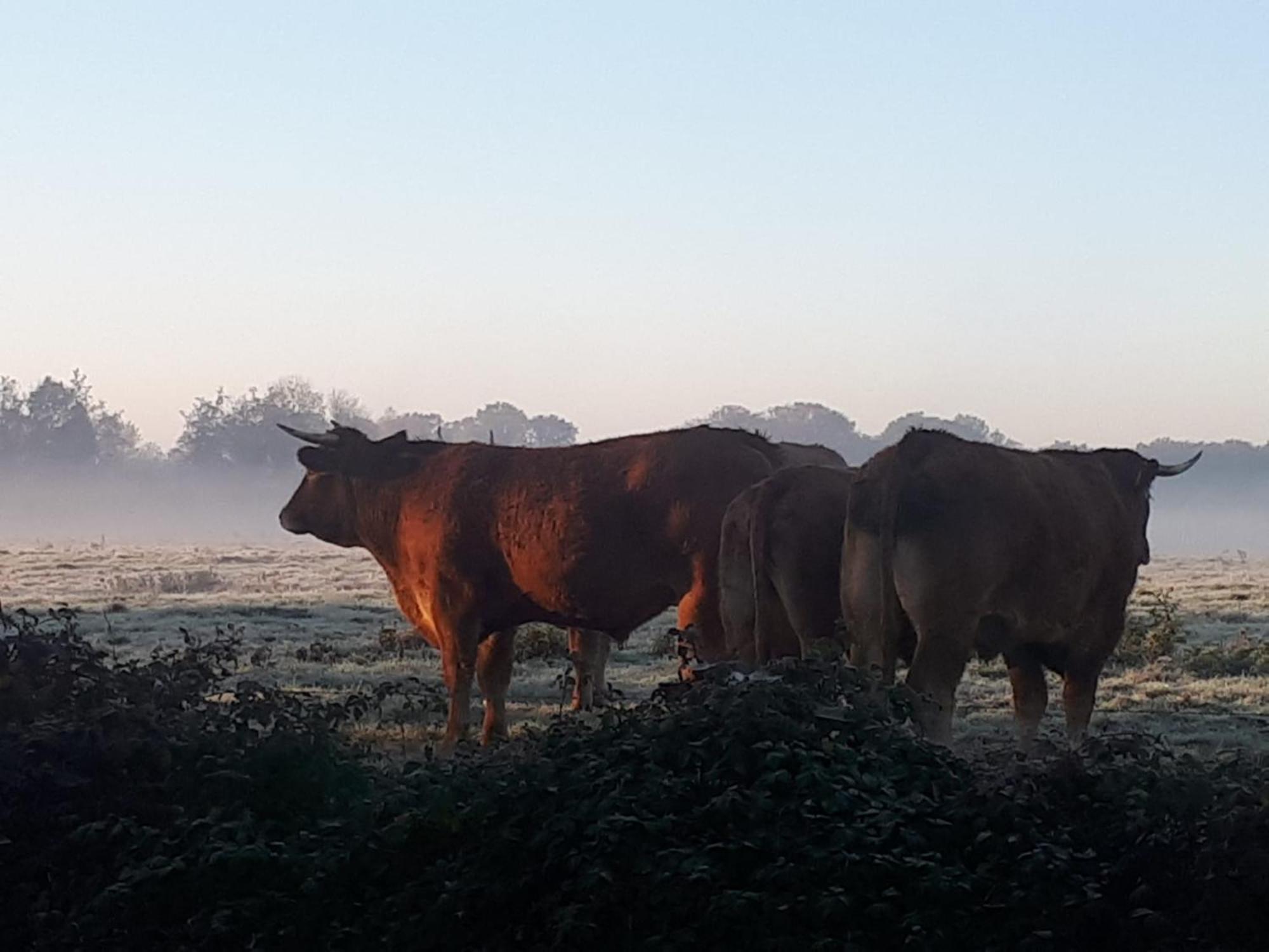 Landelijk Gelegen Huisje Op Erf Veeningen المظهر الخارجي الصورة